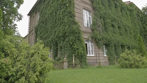The ivy-covered wall of the old building Stock Footage 162138183