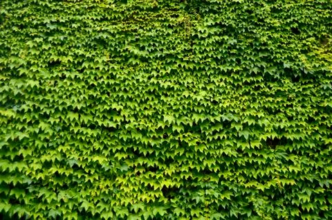 Ivy covered wall Фото