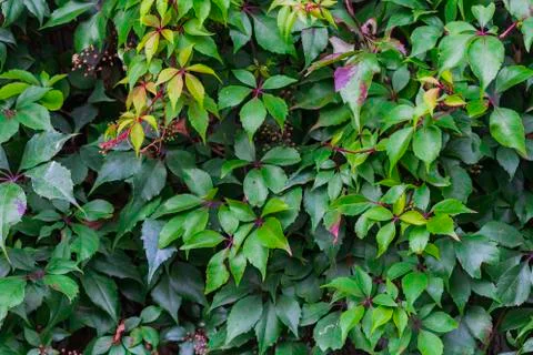 Ivy covered wall Stock Photos