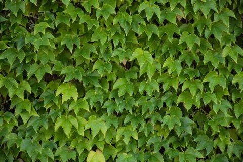 Ivy Covered Wall Stock Photos