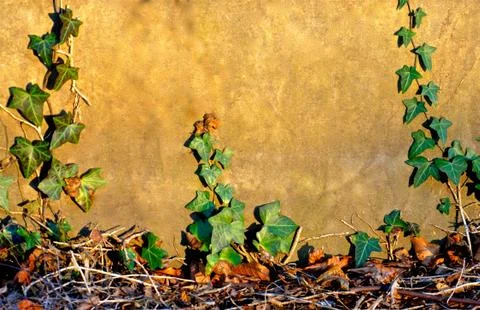 Ivy covered wall Stock Photos
