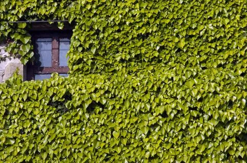 Ivy-covered wall, window. Stock Photos