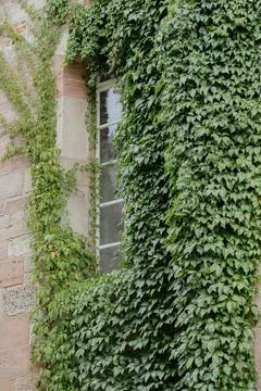 Ivy-Covered Wall with Window in Rustic Setting Foto stock