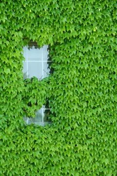 Ivy covered window Stock Photos