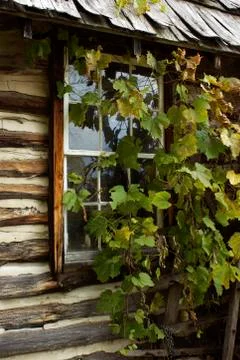 Ivy covered window Photos