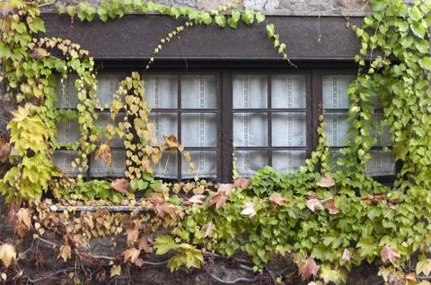 Ivy covered window. Stock Photos