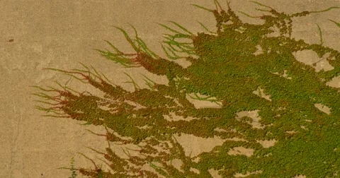 Ivy creeping on wall with its fingers Stock Footage 67581364