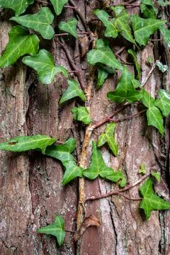 Ivy is currently growing on the side surface of a tree trunk Stock Photos