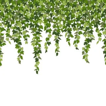 Ivy curtain, green creeper vines isolated on white background. Vector Stock Illustration