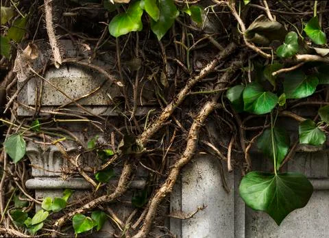 Ivy cut down Stock Photos