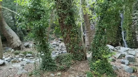 Ivy-draped trees over rocky stream in Cyprus gorge Stock Footage 328098396