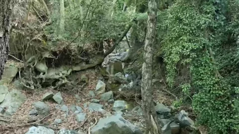 Ivy-draped trees over rocky stream in Cyprus gorge Stock Footage 328098415