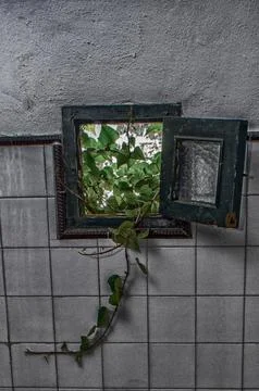 Ivy entering through the window. Stock Photos