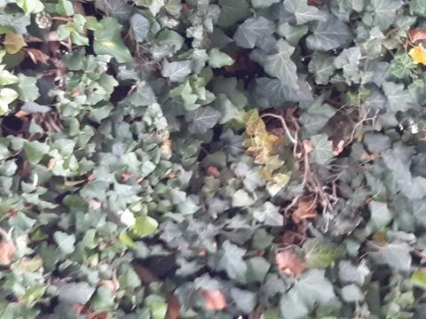 Ivy in the fall 1 Stock Photos