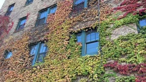 Ivy Fall Leaves Building Vídeo Stock 81337246