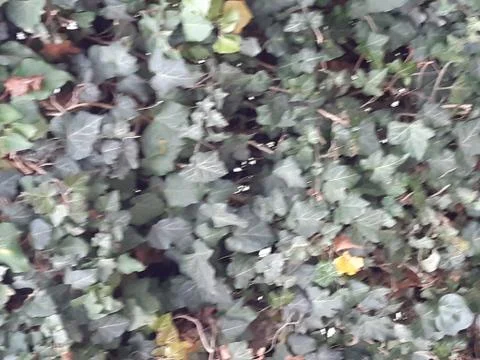 Ivy in the fall Stock Photos