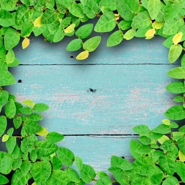 Ivy fixing climbing tree make heart shape on grunge wood background on green Stock Photos
