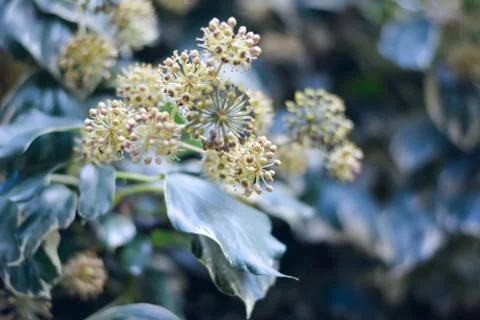 Ivy flower close-up. Stock Photos