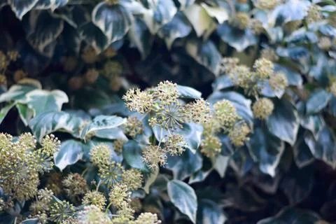 Ivy flower close-up. Stock Photos
