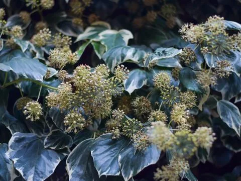 Ivy flower close-up. Stock Photos