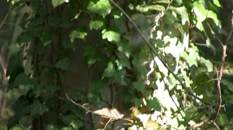 Ivy Видео 10758837