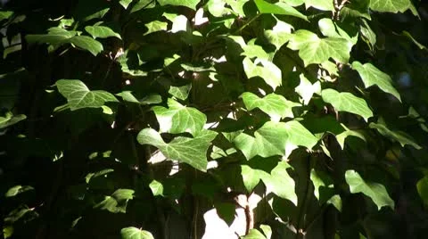 Ivy Stock-Footage 10758912