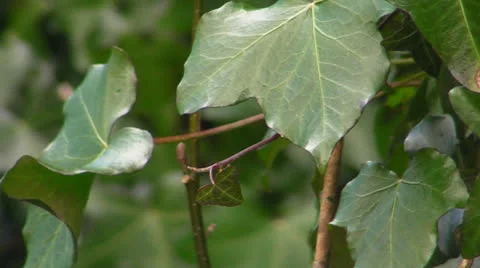 Ivy Video stock 24889666