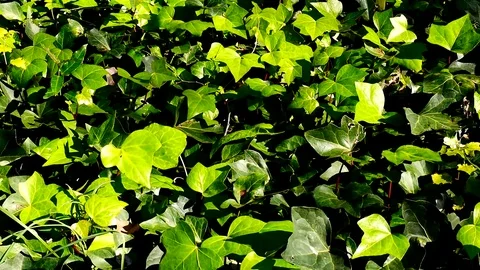 Ivy Stock Footage 99289656