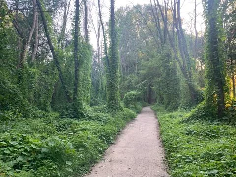 Ivy Forest Stock Photos