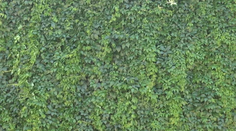 Ivy fully covers a building wall, natural green space outside, wind blows softly Stock Footage 41745980
