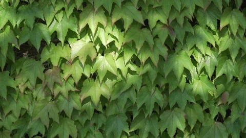 Ivy fully covers a building wall, natural green space outside, wind blows softly Stock Footage 92467006