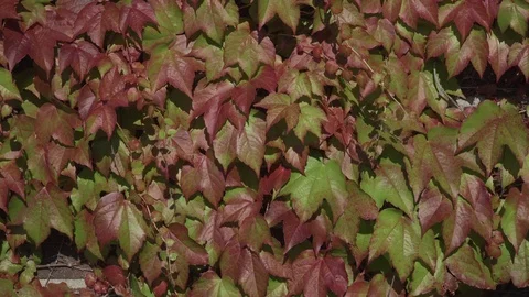 Ivy fully covers a building wall, natural green space outside, wind blows softly Stock Footage 92467200