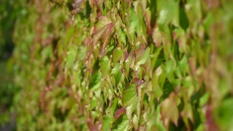 Ivy fully covers a building wall, natural green space outside, wind blows softly Stock Footage 92467441