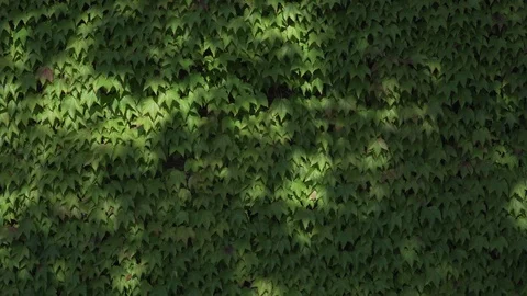 Ivy fully covers a building wall, natural green space outside, wind blows softly Stock Footage 92467495