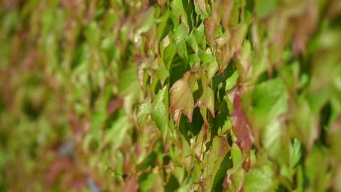 Ivy fully covers a building wall, natural green space outside, wind blows softly Stock Footage 92467622