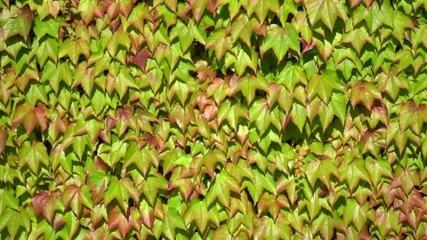 Ivy fully covers a building wall, natural green space outside, wind blows softly Stock Footage 92467744
