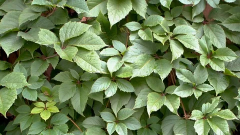 Ivy fully covers a building wall, natural green space outside, wind blows softly Stock Footage 94666143