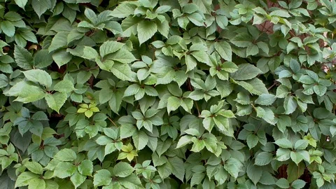 Ivy fully covers a building wall, natural green space outside, wind blows softly Stock Footage 94666170