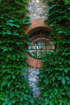 Ivy fully covers a building wall, natural green space outside, wind blows sof Stock Photos