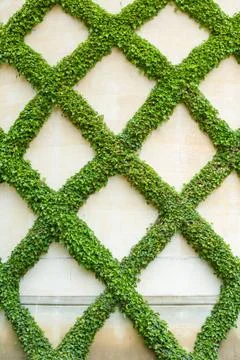 Ivy on a garden wall, trellis pattern, UK Foto stock