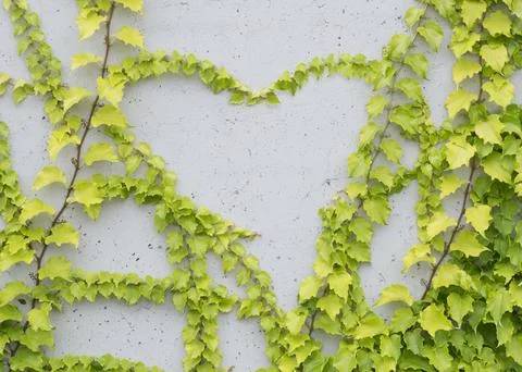 Ivy on a gray background 2 Stock Photos