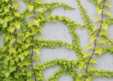 Ivy on a gray background Stock Photos