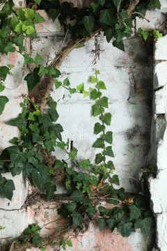 Ivy with green leaves on brick wall Stock Photos