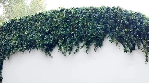 Ivy green wall with warm string lights on white background Stock Footage 318913135