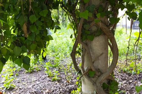 Ivy Growing Around Tree Trunk and Concrete Pole 스톡 사진