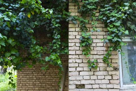 Ivy Growing Around Tree Trunk and Concrete Pole Foto stock