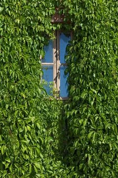 Ivy growing on building. Stock Photos