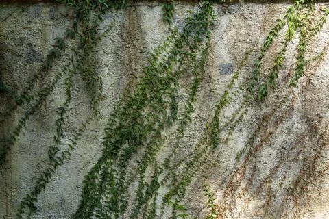 Ivy growing in diagonal pattern down wall in British Cemetery Stock Photos