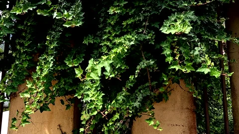Ivy is growing down a high concrete wall Video stock 336872084