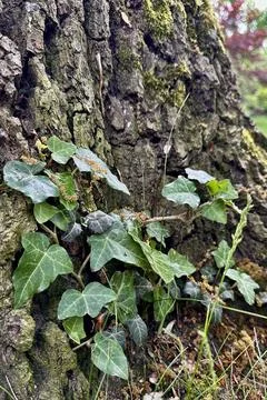 Ivy Growing on an Old Tree Trunk Stock Photos